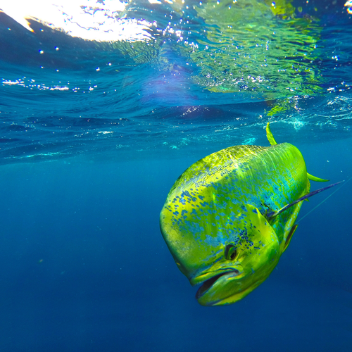 Best Mahi Burger, Color Your Plate! – BRINY